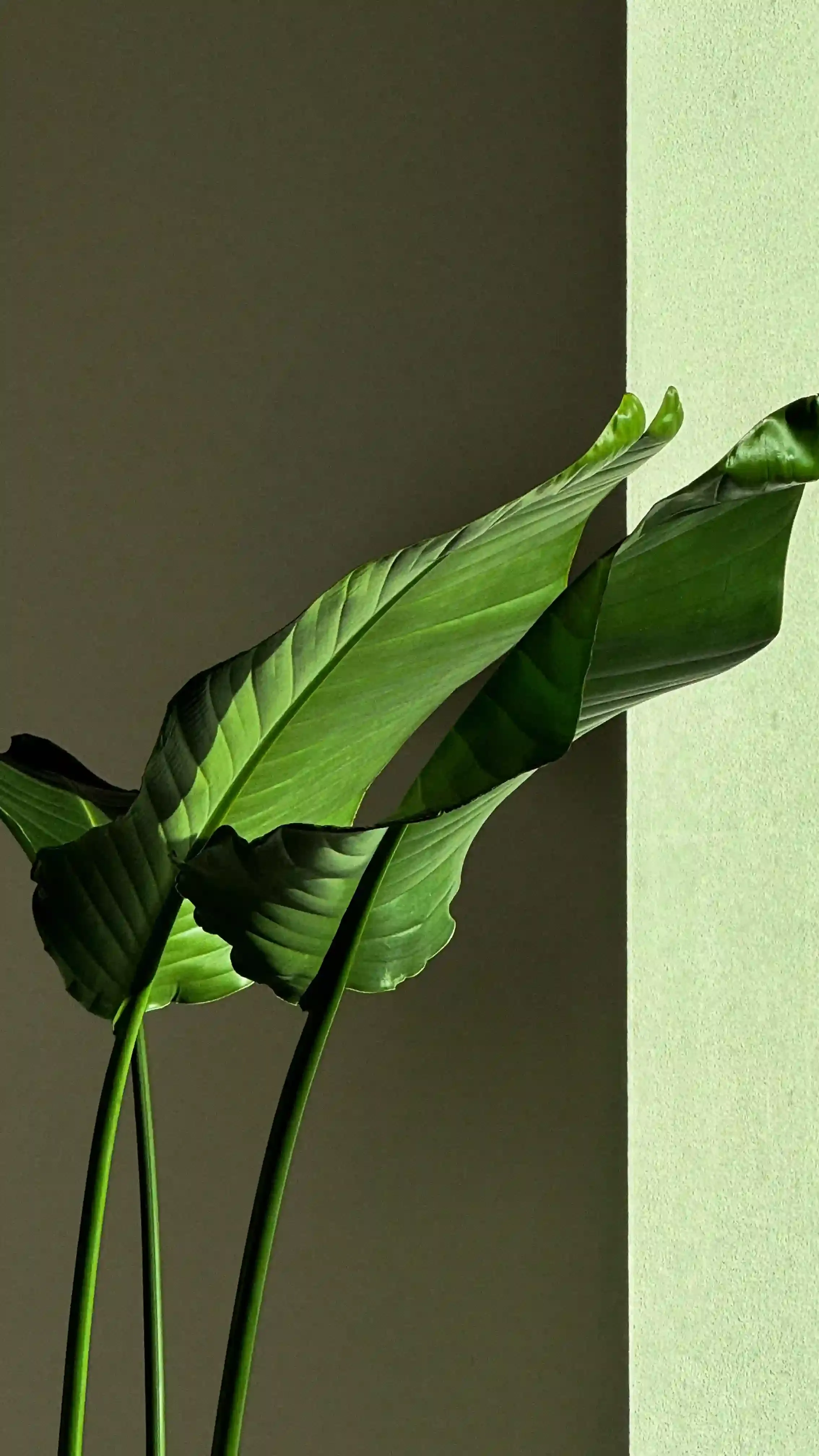 Detail květů máku v interiéru studia noéme v Brně